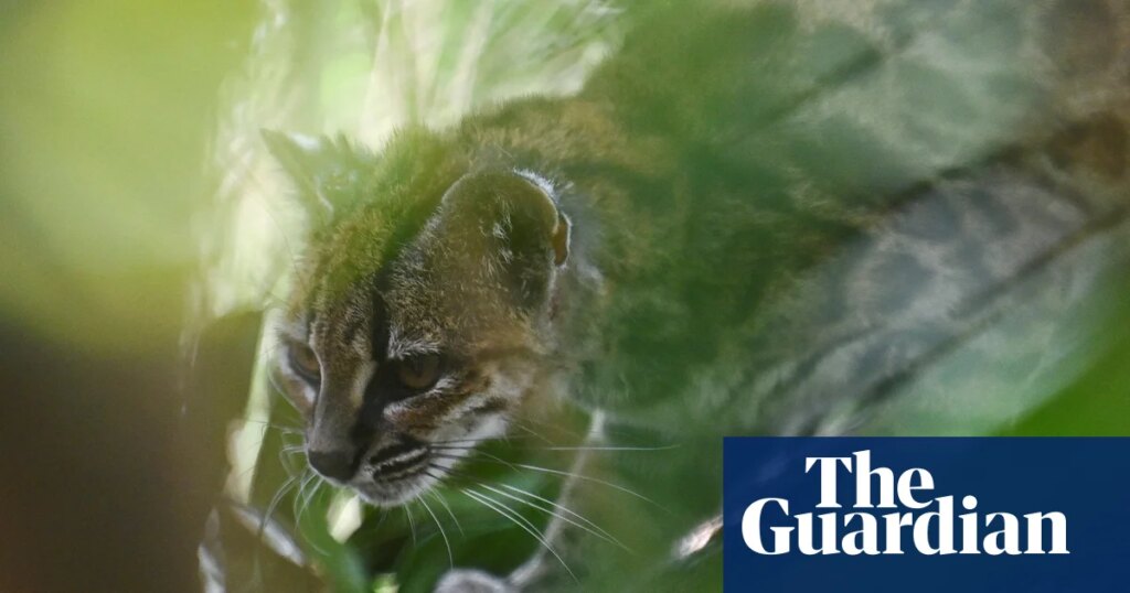 Newly identified Bolivian wildcat ‘Tigrino’ plays in his enclosure – video