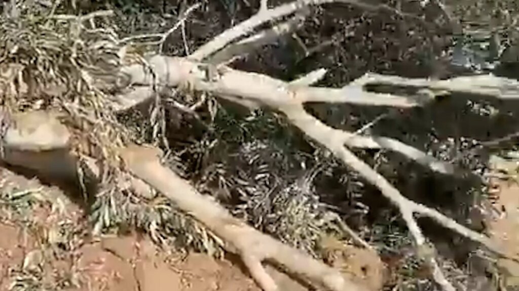 Palestinian farmers inspect olive trees bulldozed by Israeli forces | News