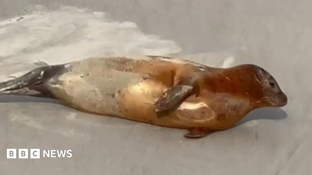 Plea to give Thames seals space for everyone’s safety Plea to give Thames seals space for everyone’s safety