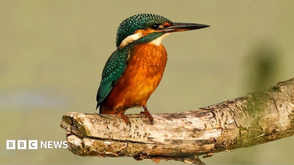 RSPB marks 50 years at wildlife-rich Strumpshaw Fen