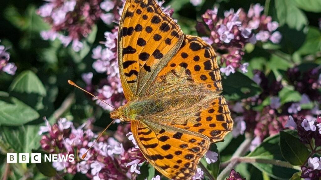 Rare butterfly spotted at Cornwall’s Eden Project