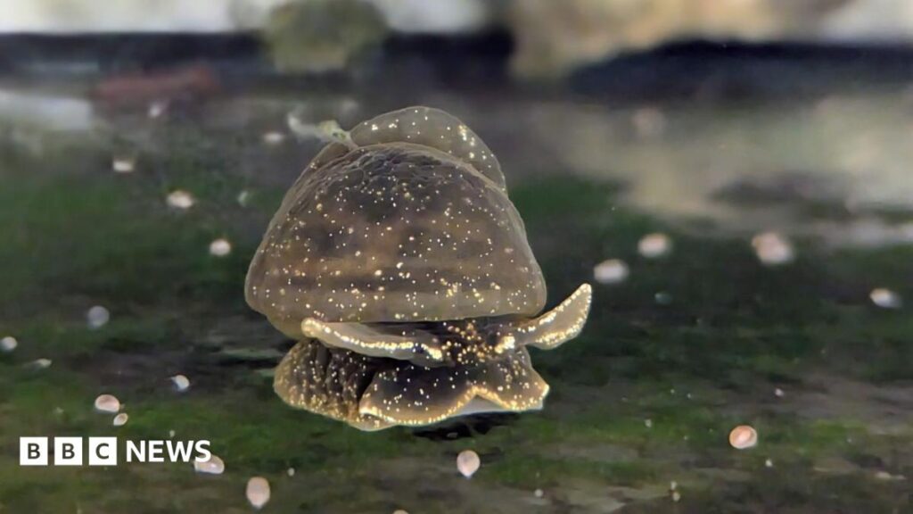 Rare snails lay eggs on drive from Wales to Wingham Wildlife Park