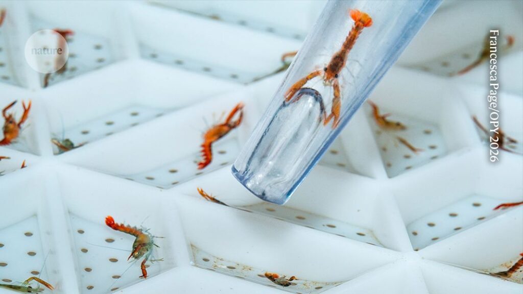 Say hello to the next generation of lobsters — August’s best science images