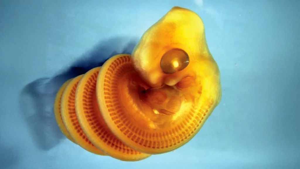 Scientists discover why snake embryos twist into spirals