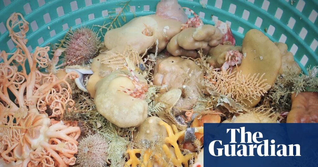 Scientists find nine new sponge species in glimpse of Alaska’s deep-sea diversity | Alaska