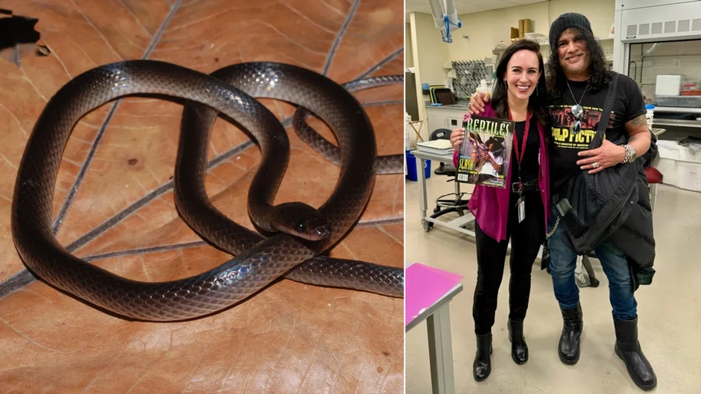 Scientists just named a new snake after Guns N’ Roses legend Slash Scientists just named a new snake after Guns N’ Roses legend Slash