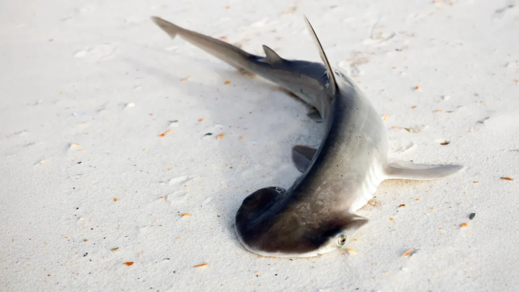 Scientists overturn a theory about this shark’s strange head