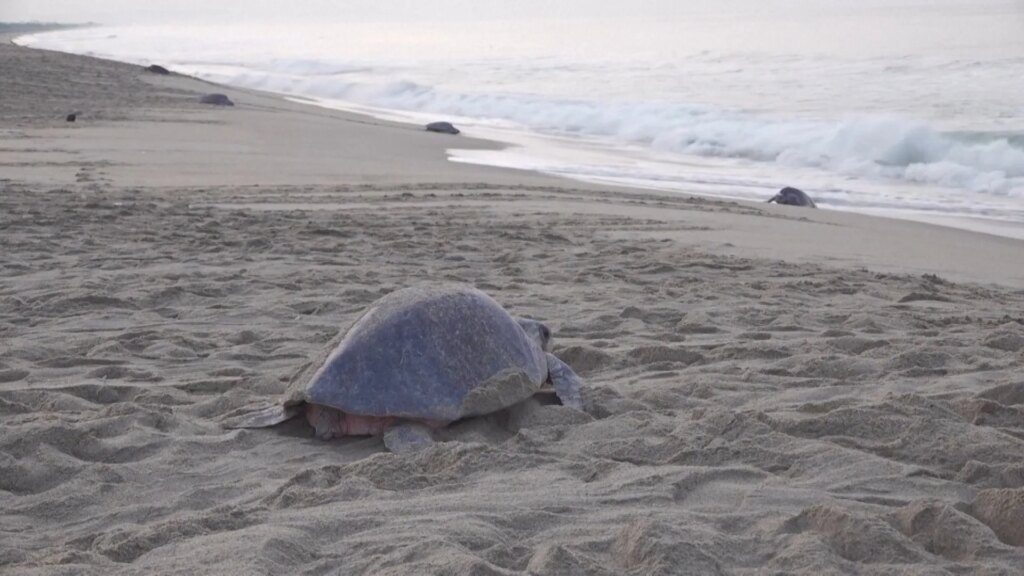 Spectacular turtle nesting event in southern Mexico | Environment