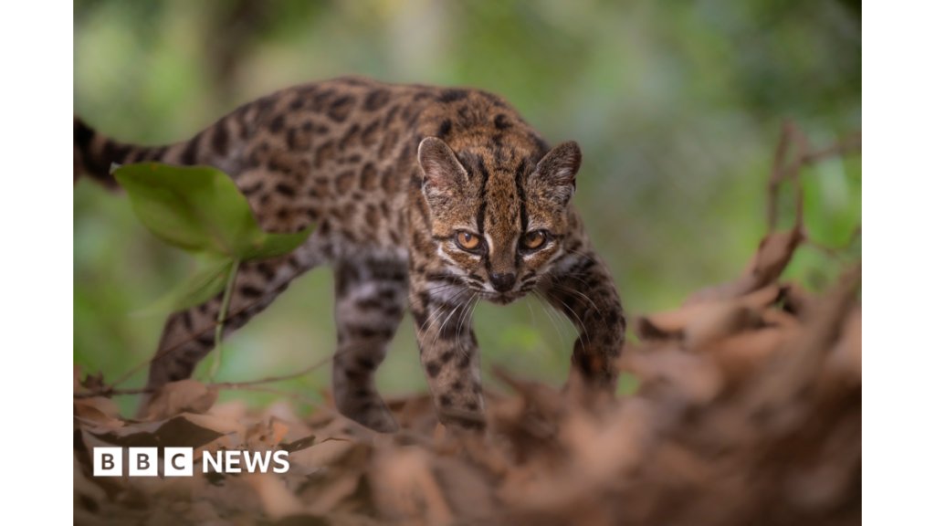 Spotted wildcat from Bolivian forest revealed as new species