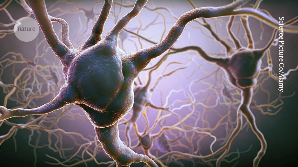 Take a risk or play it safe? Neuronal tug-of-war helps the brain decide