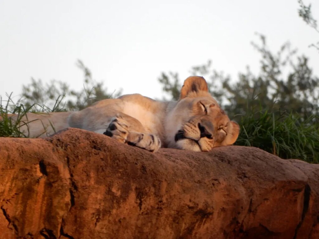 The Disney Park Operator That Has Just Taken Over A Zoo