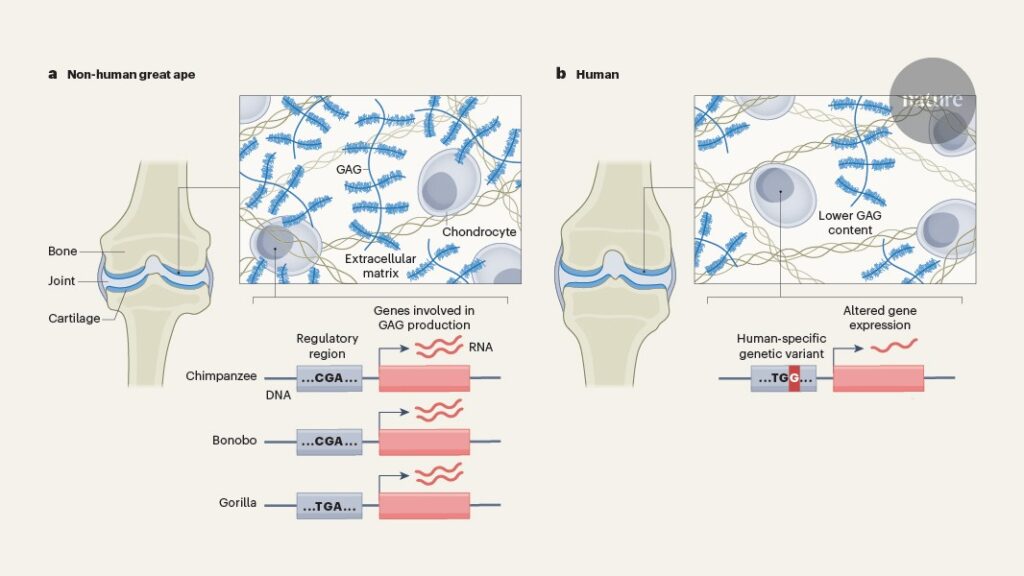 The human skeleton’s unique adaptations relied on gene regulatory changes