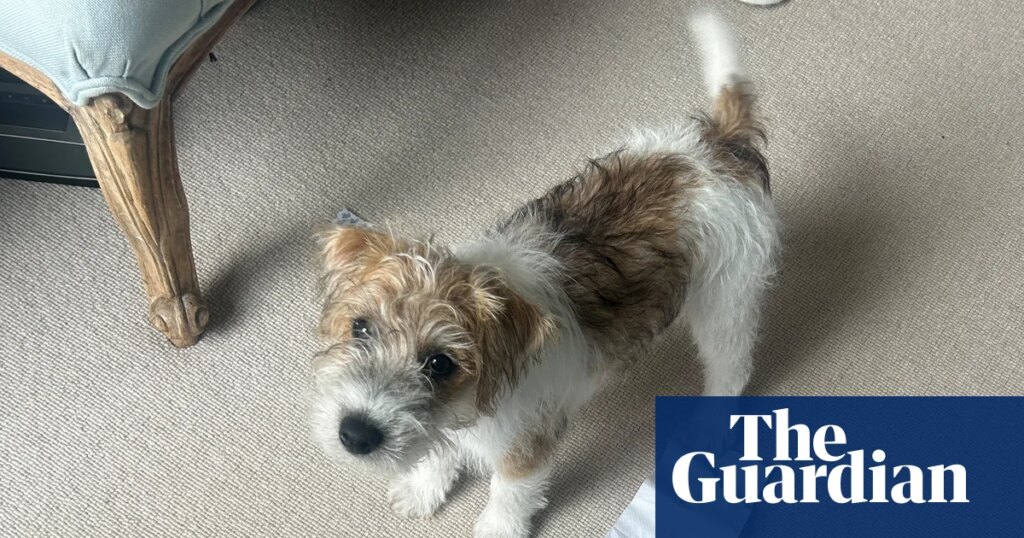 The pet I’ll never forget: Dennis the terrier – who once farted on Jilly Cooper’s sofa | Life and style