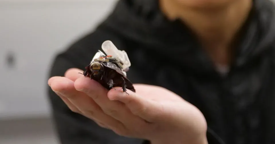 These Cyborg Cockroaches Could Save Your Life These Cyborg Cockroaches Could Save Your Life