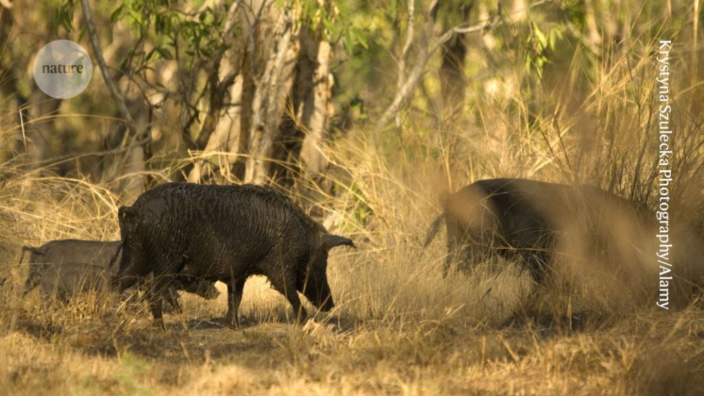 These greenhouse-gas sources have trotters and snouts