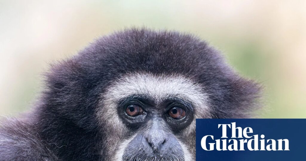 They’re the sopranos of the forest, so what’s silencing the gibbons’ morning chorus? | Primatology