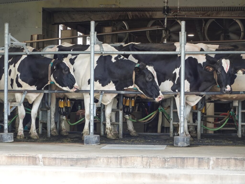 Trump tariffs hit Canada’s dairy farmers as US sales stall | Trade War
