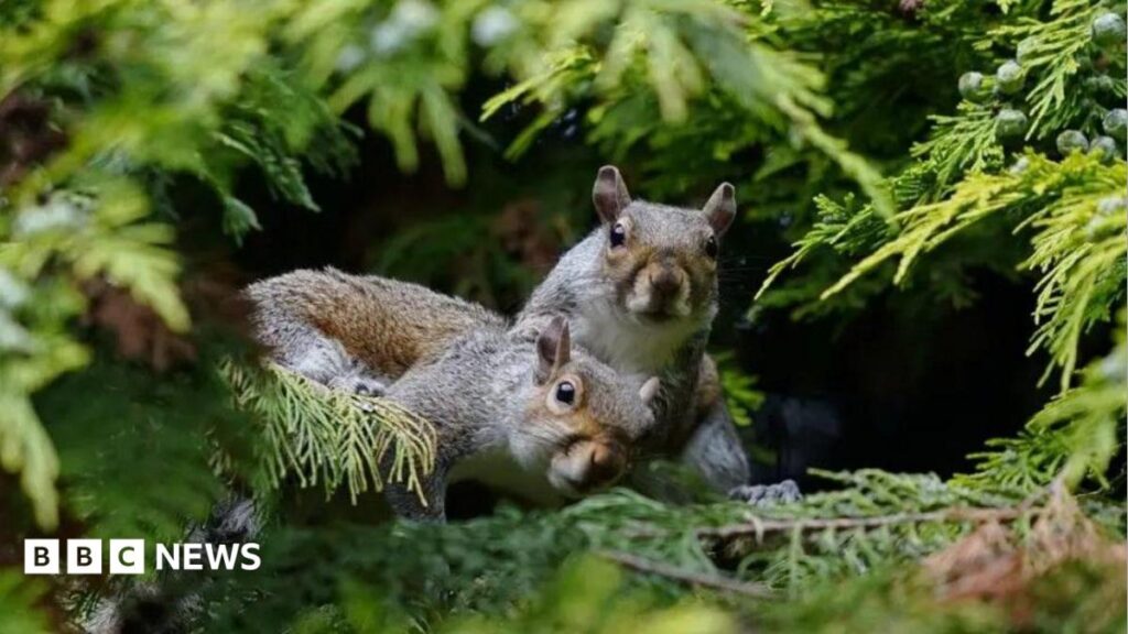 When did grey squirrels start posing a threat to reds in the UK? When did grey squirrels start posing a threat to reds in the UK?