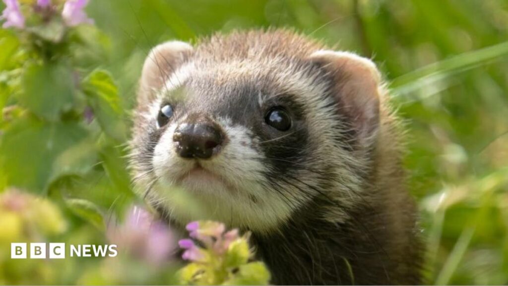 Wild ferrets in Guernsey the focus of year-long research project