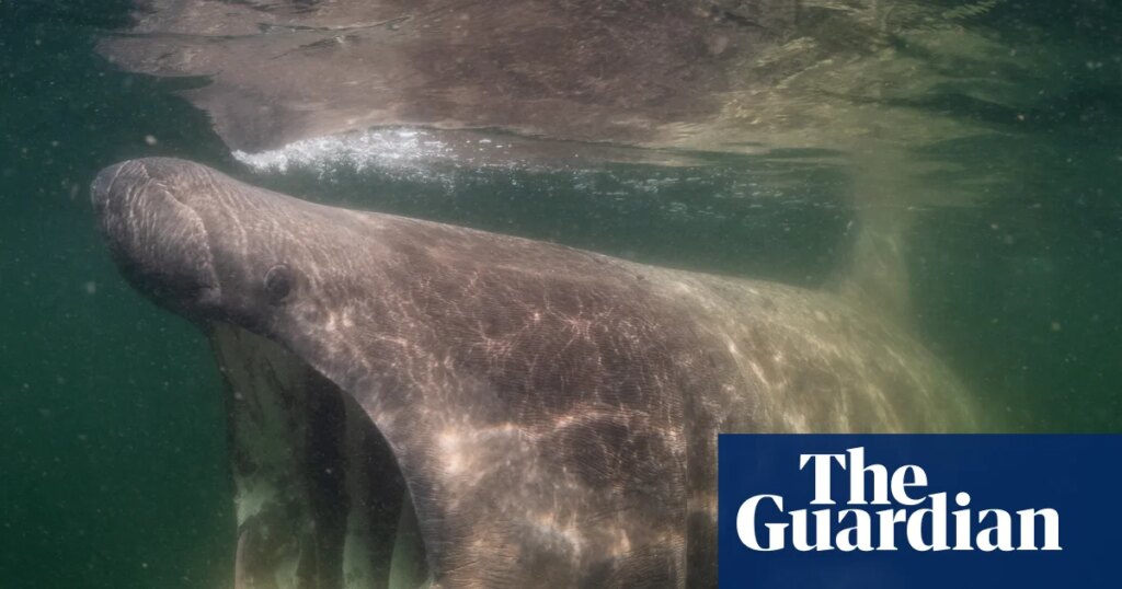 ‘Sharks are my film stars’: how the Jacques Cousteau of the North Sea finally unlocked its beauty | Film