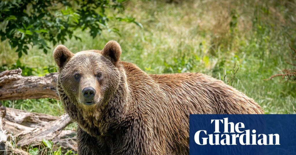 ‘So big and so close’: going on a bear hunt in northern Spain | Spain holidays