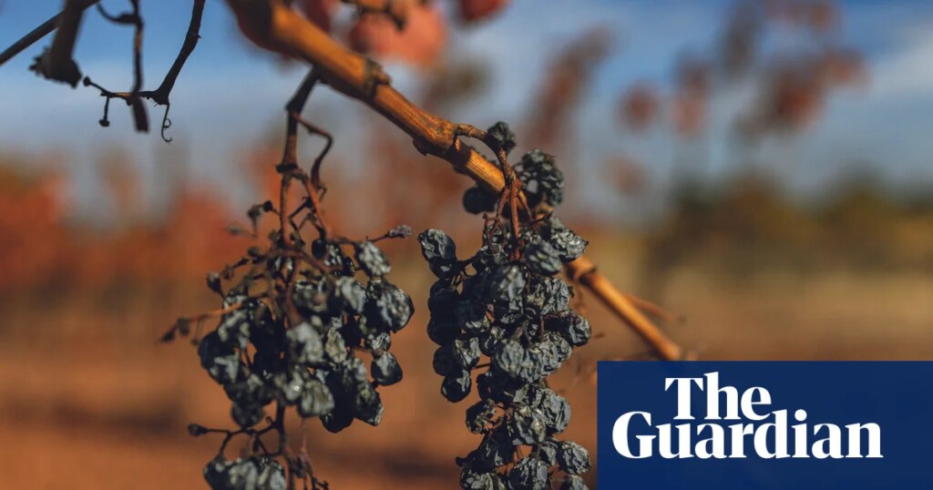 French wine industry facing historic low harvest after extreme summer heat | Wine French wine industry facing historic low harvest after extreme summer heat | Wine
