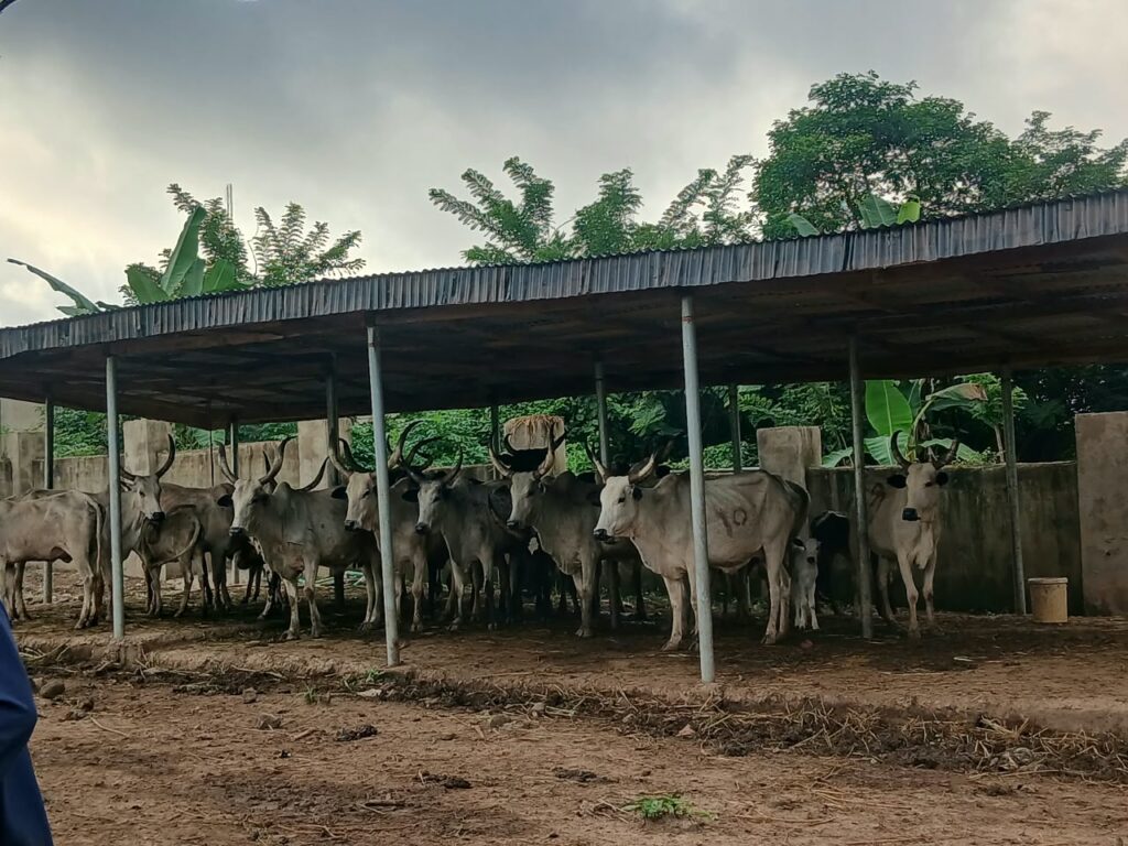 Oyo govt impounds 20 cows operations over open grazing, crop destruction