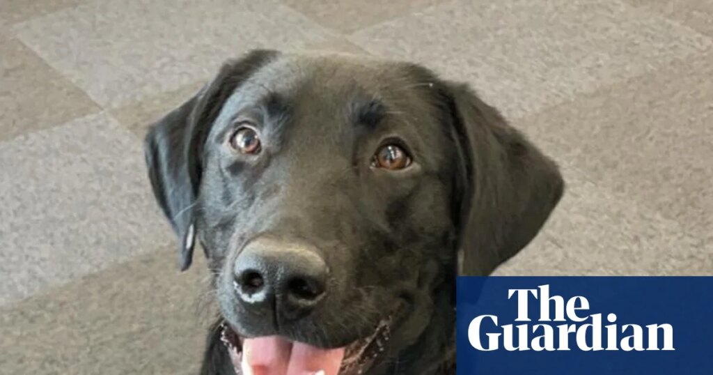 The pet I’ll never forget: Orlando was paralysed and almost died – then became the perfect guide dog | Dogs
