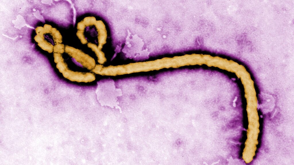 Uganda says no active Ebola cases after Nigeria confirms infection